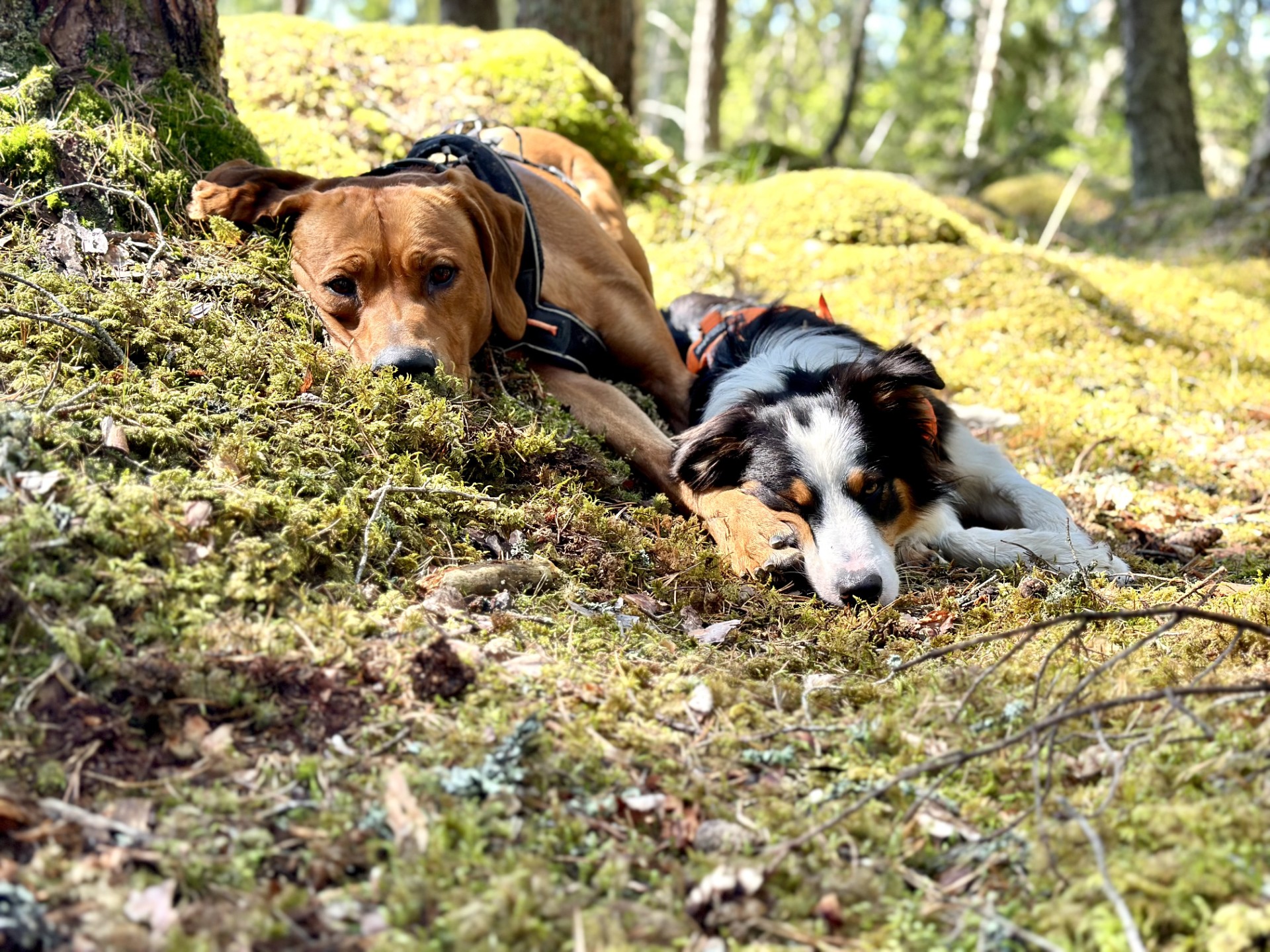 friskvård kontroll för din hund